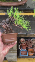 將影片載入圖庫檢視器並播放，預購日本🇯🇵黑松Black Pine (附上影片)
