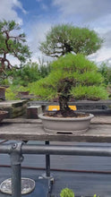 將影片載入圖庫檢視器並播放，預購日本🇯🇵山採 黑松 Yamadori Black Pine (附上影片)
