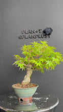 將影片載入圖庫檢視器並播放，日本🇯🇵楓葉 紅葉 もみじAcer palmatum (附上影片)
