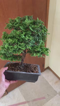 將影片載入圖庫檢視器並播放，預購日本🇯🇵津山檜Chamaecyparis obtusa (附上影片)
