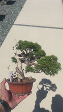 Load the video into the gallery viewer and play it.Book Japan🇯🇵Japanese Itoigawa Shimpaku (with video)
