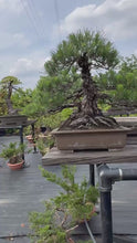 Load the video into the gallery viewer and play it.預購日本🇯🇵黑松 Black Pine (附上影片)
