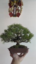 將影片載入圖庫檢視器並播放，日本🇯🇵五葉松 Japanese White Pine (附上影片)
