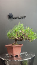 Load the video into the gallery viewer and play it.日本🇯🇵黑松 Japanese Black Pine (附上影片)

