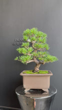 將影片載入圖庫檢視器並播放，日本🇯🇵五葉松 Japanese White Pine (附上影片)
