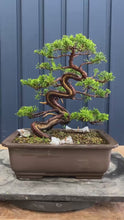 Load the video into the gallery viewer and play it.Pre-order Japan🇯🇵Japanese Itoigawa Shimpaku (with video)
