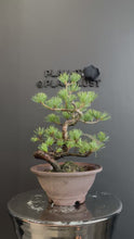 Load and play video in Gallery viewer, 日本🇯🇵五葉松 Japanese White Pine (附上影片)
