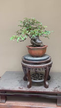 將影片載入圖庫檢視器並播放，預購日本🇯🇵寒茱萸 胡頹子 かんぐみ Elaeagnus
