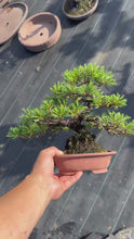 Load the video into the gallery viewer and play it.預購日本🇯🇵五葉松 Japanese White Pine (附上影片)
