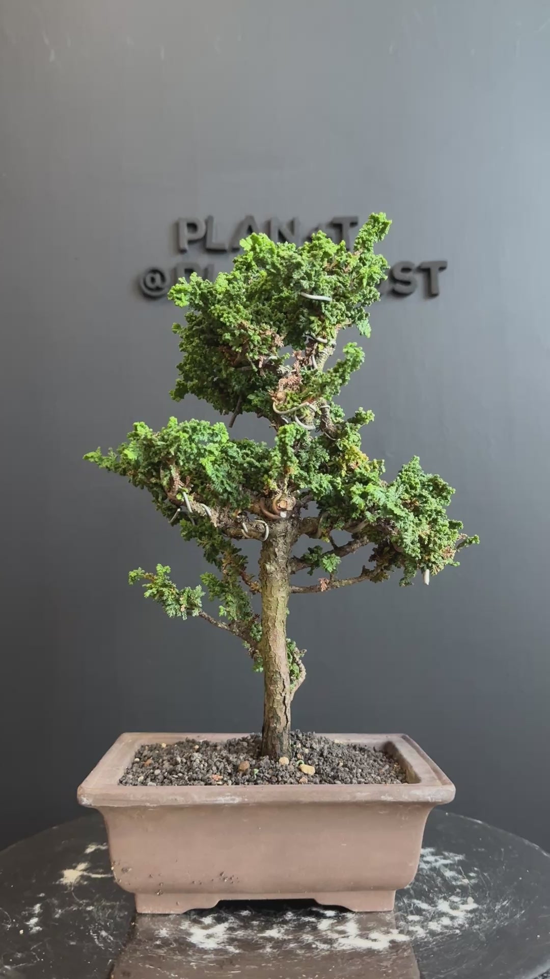 日本🇯🇵石化檜Sekka Hinoki Cypress セッカヒノキ(附上影片) – BONSAI