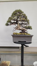 將影片載入圖庫檢視器並播放，預購日本🇯🇵山採杜松 伊達譽 Juniperus rigida (附上影片)
