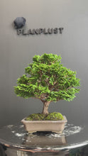 將影片載入圖庫檢視器並播放，日本🇯🇵津山檜Chamaecyparis obtusa （附上影片）
