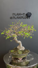Load the video into the library viewer and play it.Japan🇯🇵Zelkova Serrata (with video attached)
