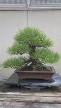 將影片載入圖庫檢視器並播放，預購日本🇯🇵山採黑松 Yamadori Black Pine (附上影片)
