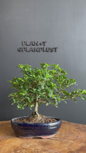 Load the video into the gallery viewer and play it.Japan🇯🇵Gardenia Jasminoides (video included)
