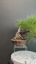Load the video into the gallery viewer and play it.Japan🇯🇵Black Pine (with video)
