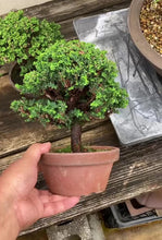Load the video into the gallery viewer and play it.預購日本🇯🇵石化檜Sekka Hinoki Cypress セッカヒノキ (附上影片)
