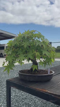 Load the video into the gallery viewer and play it.Pre-order Japan🇯🇵Momiji Acer Palmatum (with video attached)
