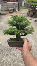 將影片載入圖庫檢視器並播放，預訂日本🇯🇵北山杉Cryptomeria japonica (附上影片)
