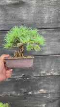 將影片載入圖庫檢視器並播放，預購日本🇯🇵五葉松 Japanese White Pine (附上影片)
