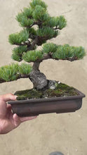 將影片載入圖庫檢視器並播放，預購日本🇯🇵五葉松 Japanese White Pine (附上影片)
